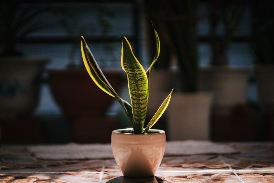 Tanaman lidah mertua (Sansevieria) berdaun tegak di pot putih, tahan banting untuk pemula