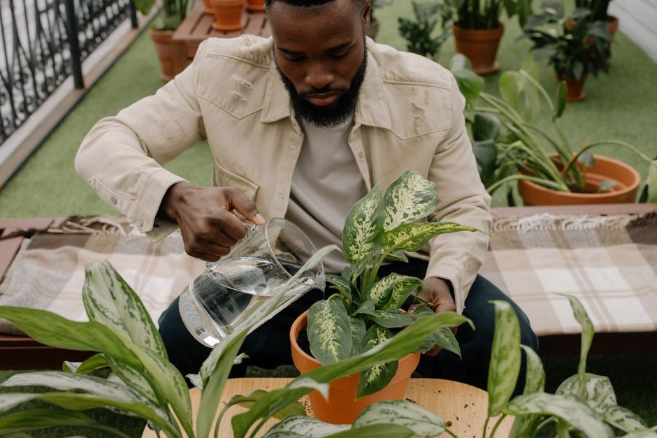 Daun aglonema lebar mengkilap dengan corak hijau dan putih, tanaman hias indoor favorit