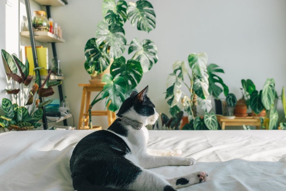 Seekor kucing hitam dan putih bersantai di antara tanaman hias yang subur di sebuah ruangan yang terkena sinar matahari.