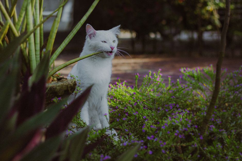 Kucing putih dengan ceria mengigit tanaman di taman yang dipenuhi dengan dedaunan rimbun dan bunga.