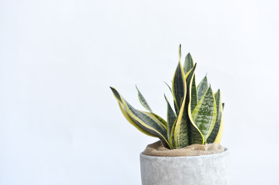 Tanaman Sansevieria dalam ruangan yang stylish dalam pot beton tekstur. Sempurna untuk dekorasi rumah minimalis.
