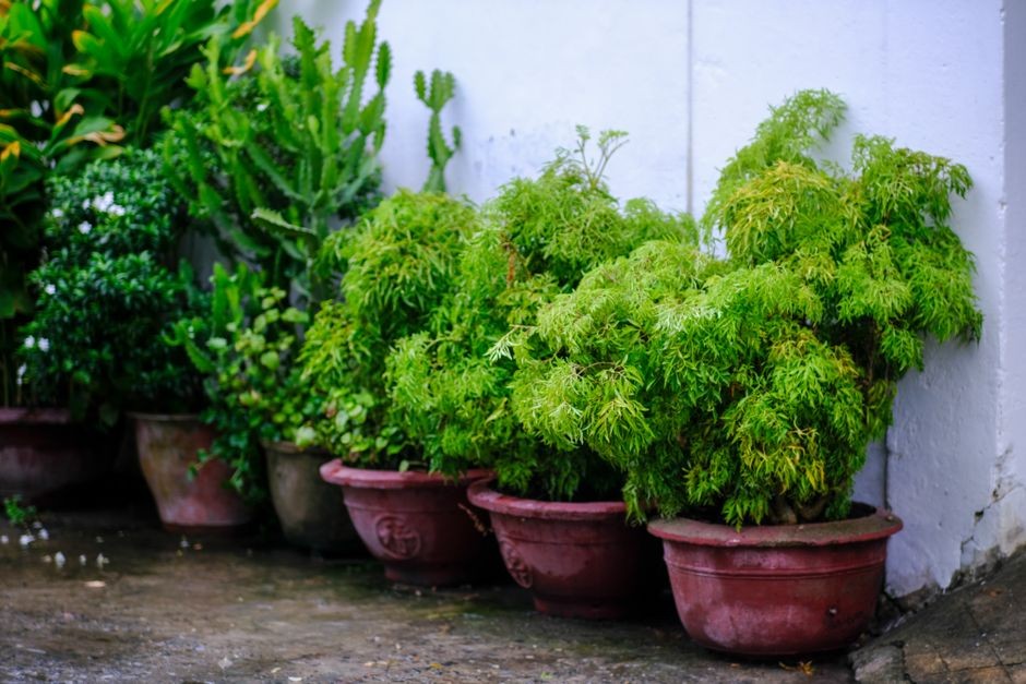 Tanaman hijau tumbuh subur di pot-pot kecil di pekarangan rumah yang dipupuk kompos organik