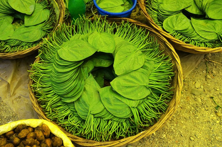 Daun herbal hijau yang sering keliru digulung mentah-mentah ke hidung