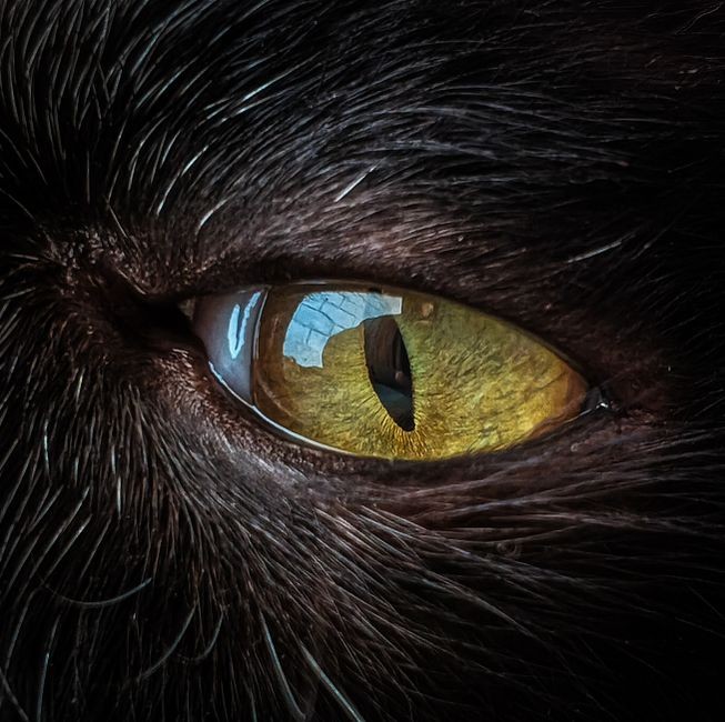Foto makro pupil dan retina mata manusia yang merespons perbedaan cahaya.